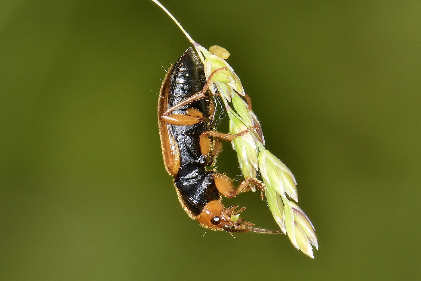 Carabidae: Diachromus germanus?  S